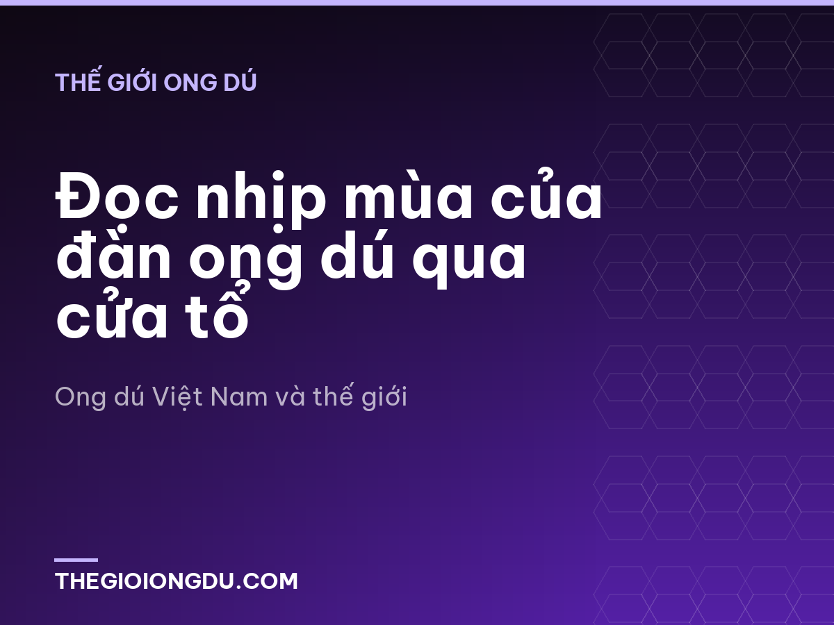 Đọc nhịp mùa của đàn ong dú qua cửa tổ
