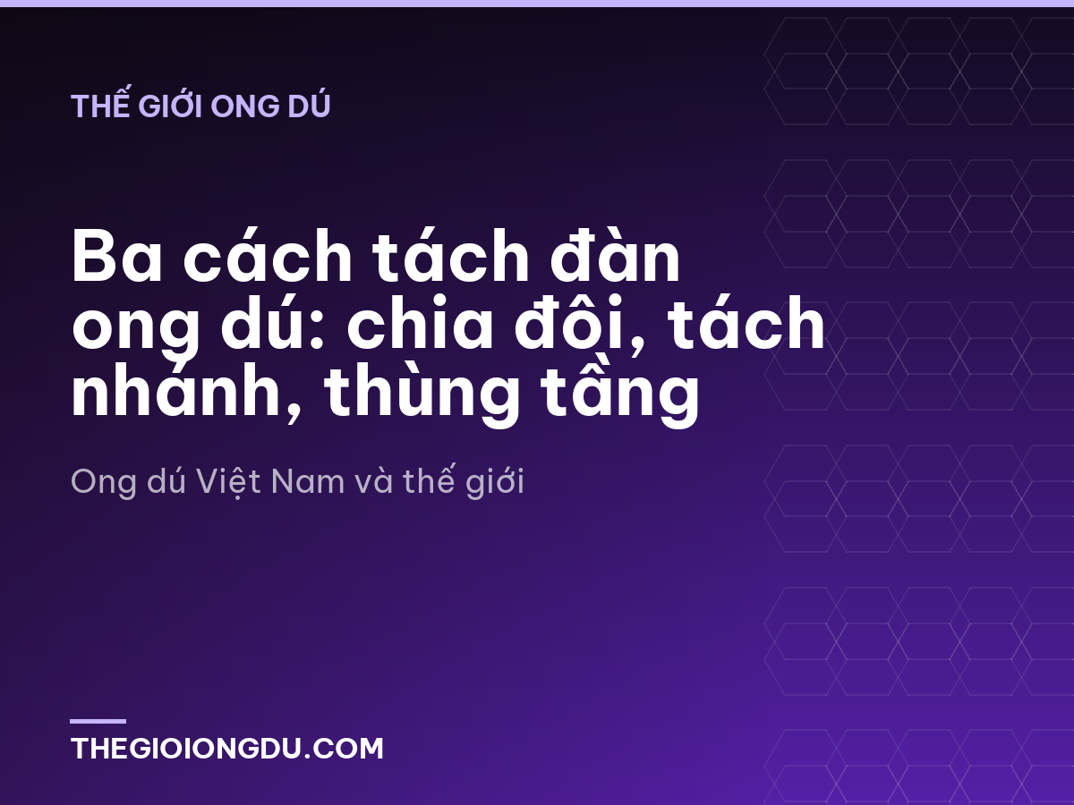 Ba cách tách đàn ong dú: chia đôi, tách nhánh, thùng tầng