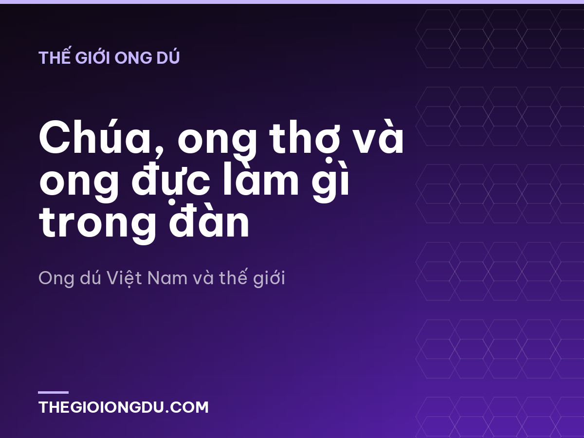 Chúa, ong thợ và ong đực làm gì trong đàn