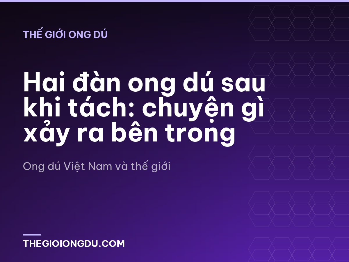 Hai đàn ong dú sau khi tách: chuyện gì xảy ra bên trong