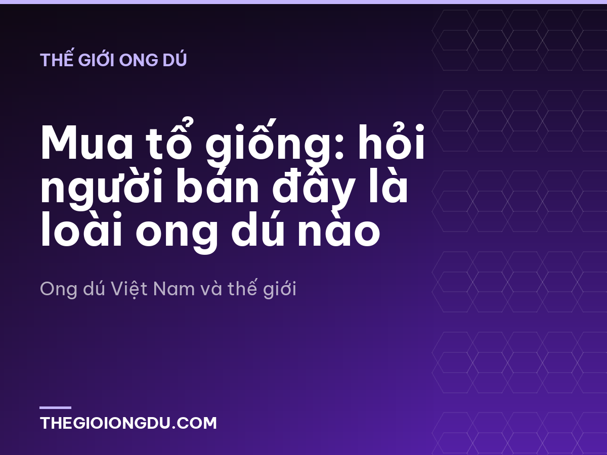 Mua tổ giống: hỏi người bán đây là loài ong dú nào