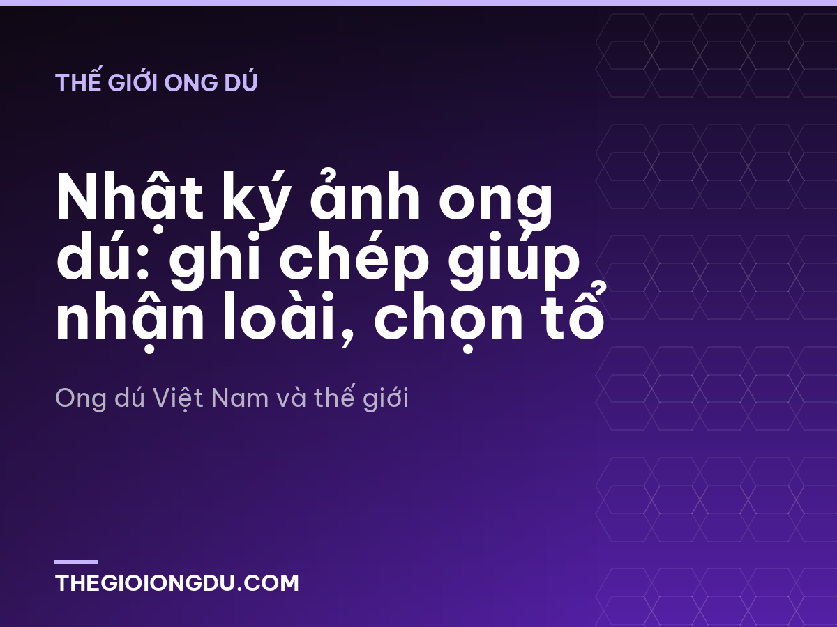 Nhật ký ảnh ong dú: ghi chép giúp nhận loài, chọn tổ