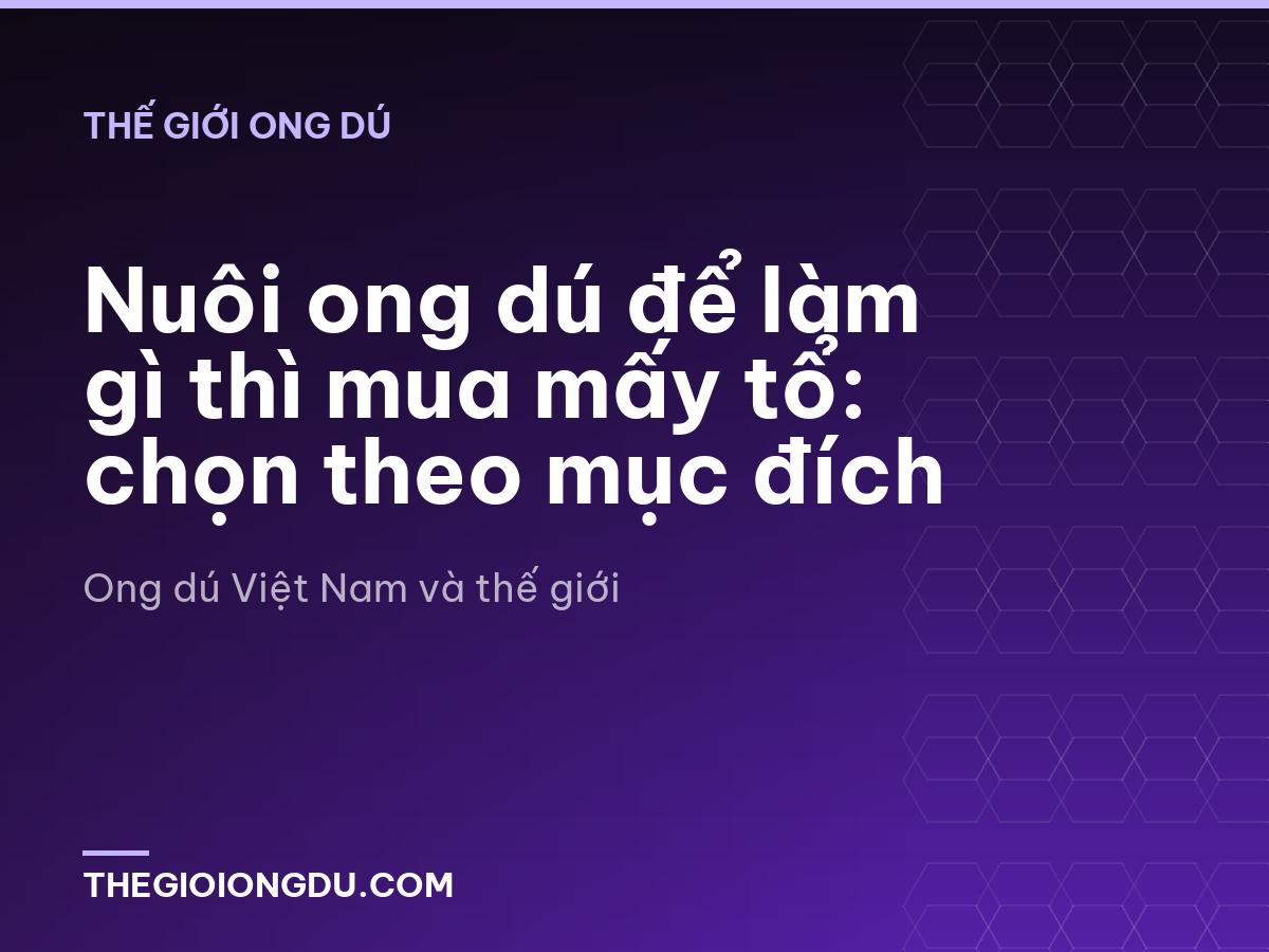 Nuôi ong dú để làm gì thì mua mấy tổ: chọn theo mục đích