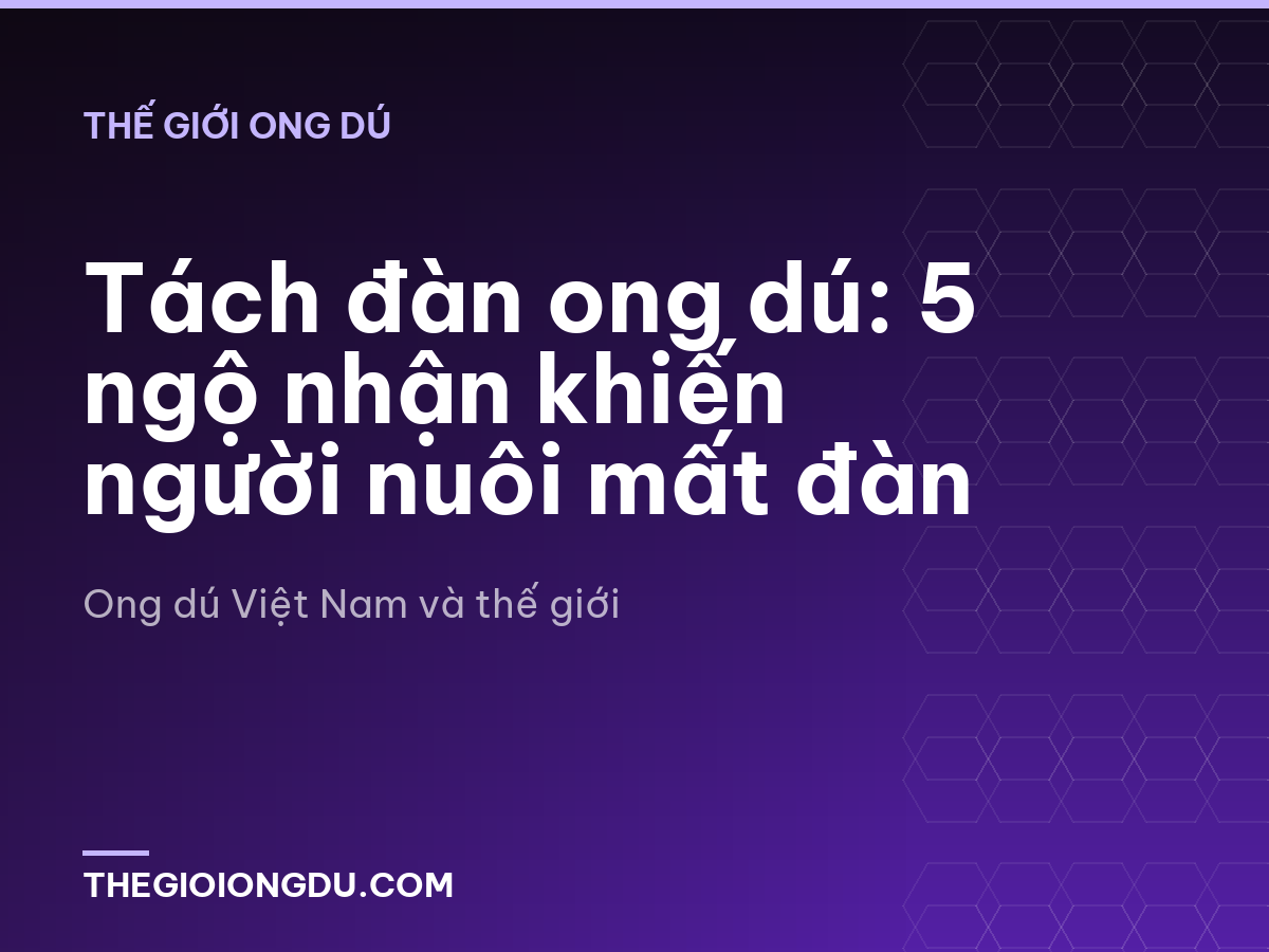 Tách đàn ong dú: 5 ngộ nhận khiến người nuôi mất đàn