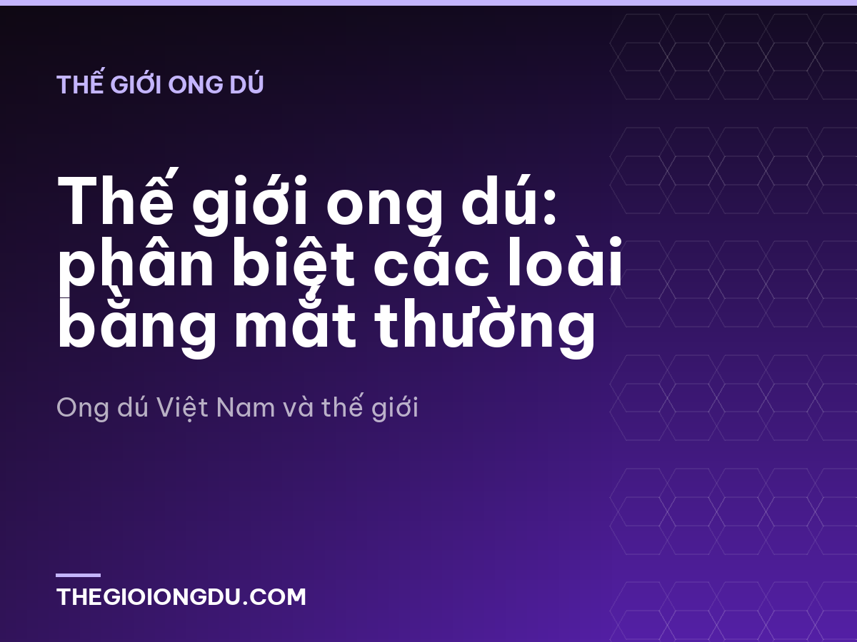 Thế giới ong dú: phân biệt các loài bằng mắt thường