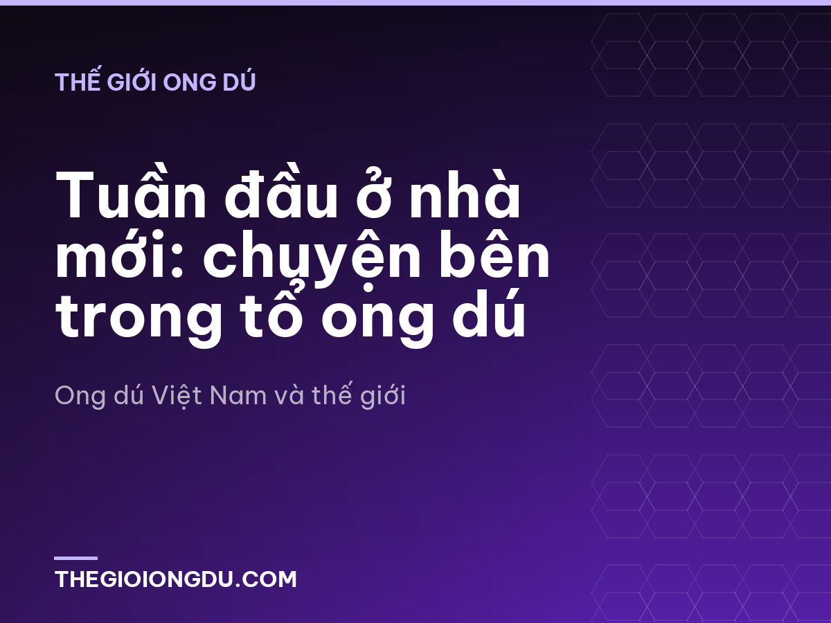 Tuần đầu ở nhà mới: chuyện bên trong tổ ong dú