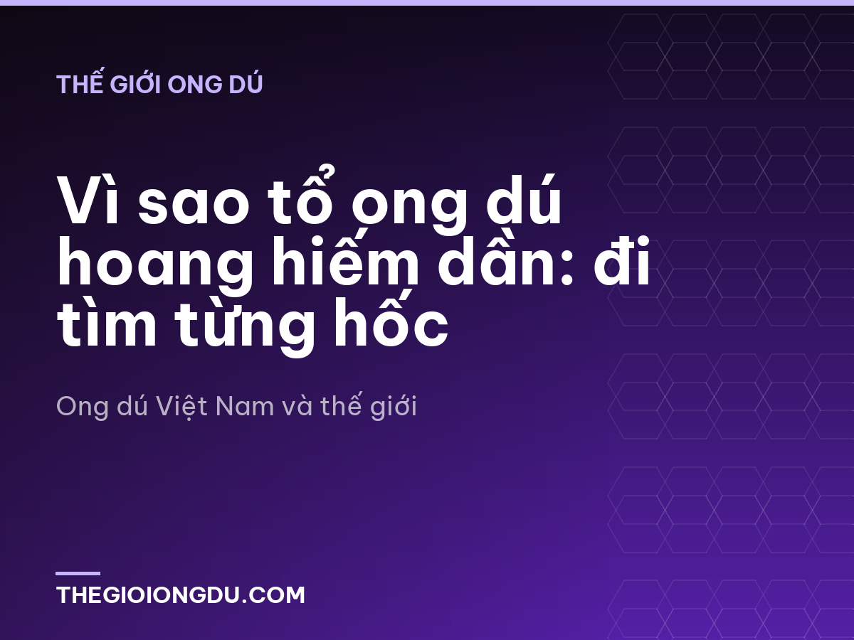 Vì sao tổ ong dú hoang hiếm dần: đi tìm từng hốc