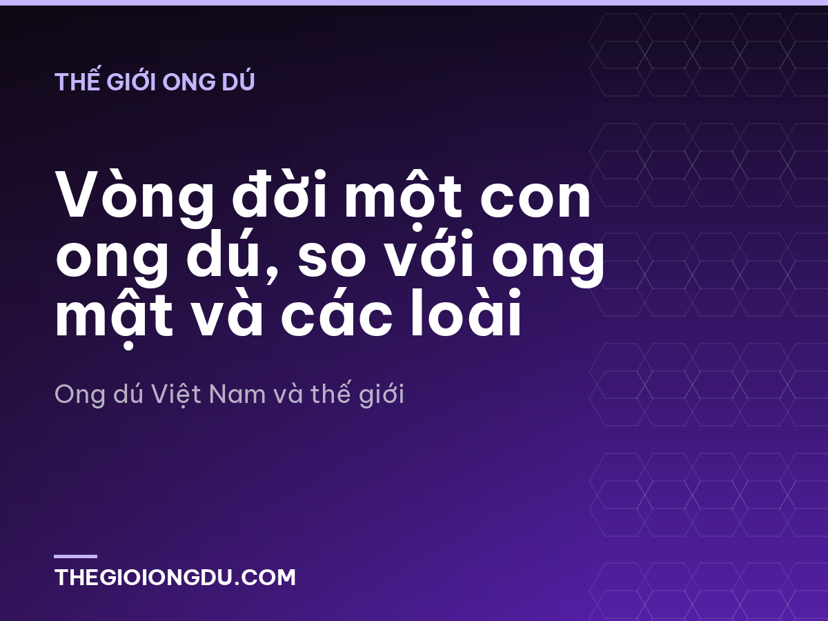 Vòng đời một con ong dú, so với ong mật và các loài