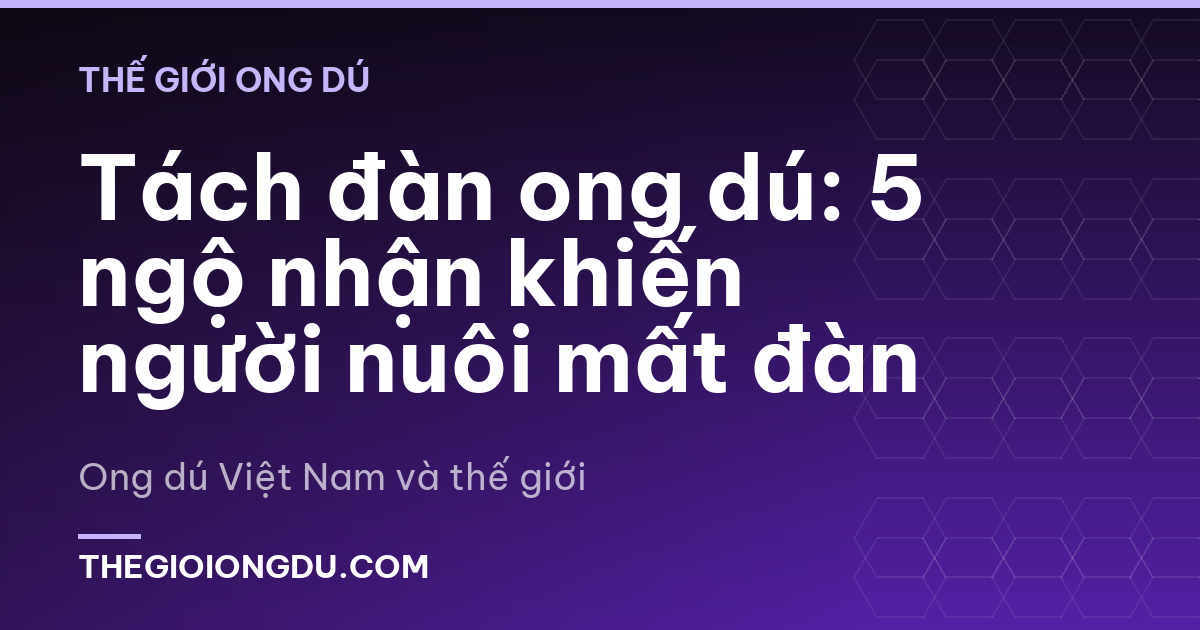 Tách đàn ong dú: 5 ngộ nhận khiến người nuôi mất đàn